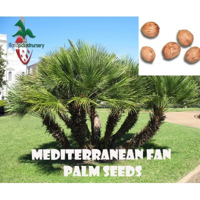 50  Mediterranean Fan Palm seeds, ( Chamaerops humilis ) from Hand Picked Nursery   